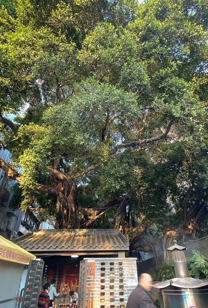 深圳宝安灶下村景观改造设计 | 城中村日常生活的重生
