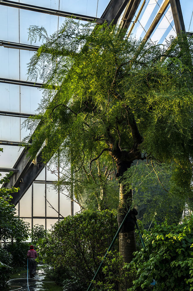 衡水植物园温室展览馆 | 融入自然的现代植物园
