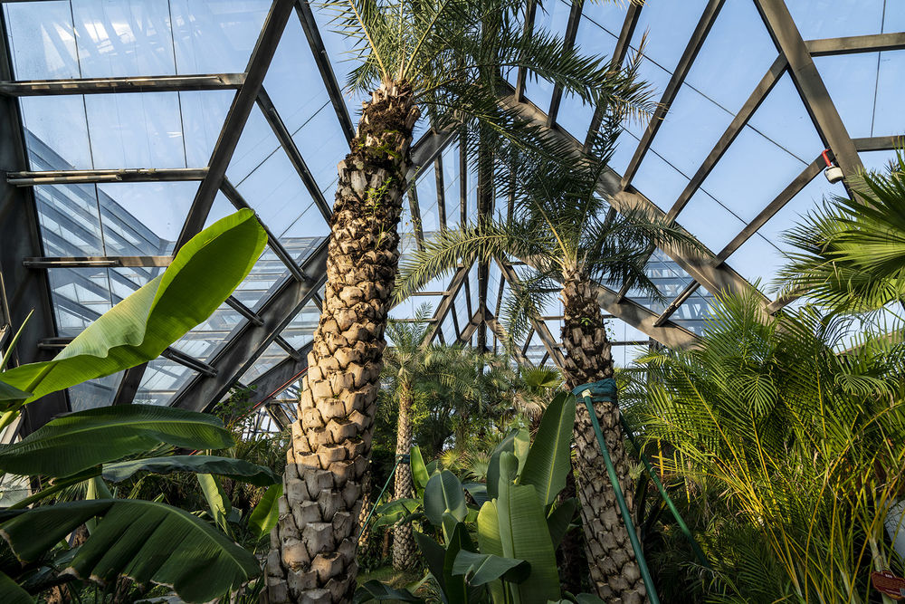衡水植物园温室展览馆 | 融入自然的现代植物园