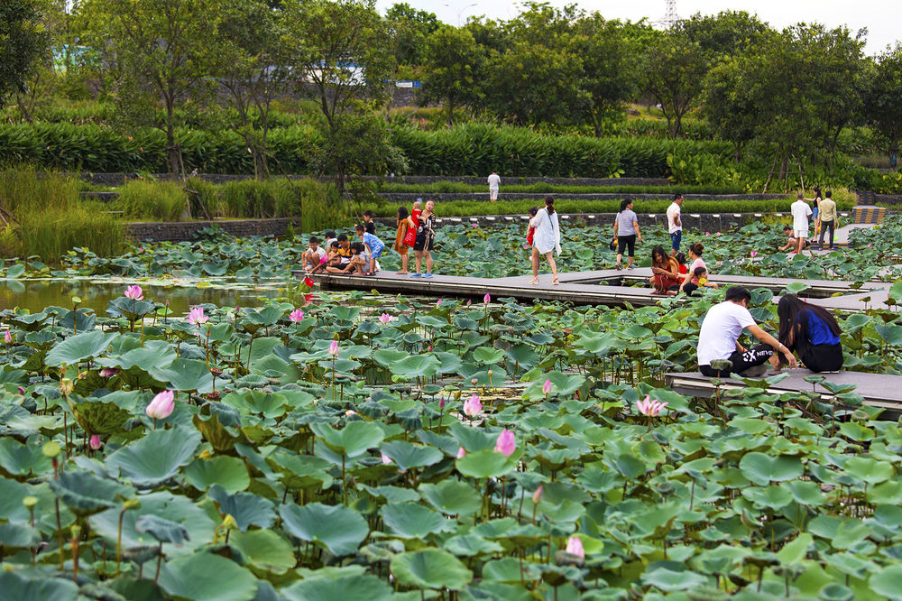 海口美舍河凤翔公园——海绵城市理念的生态景观设计