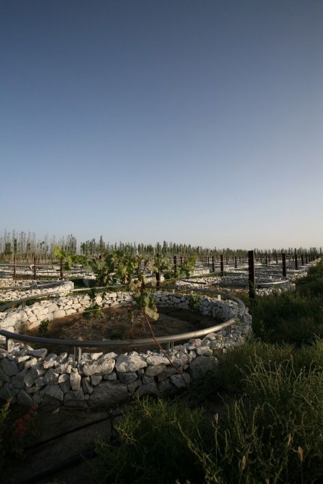 新疆瑞丰葡萄酒庄 | 欧式风格与地域特色的完美融合