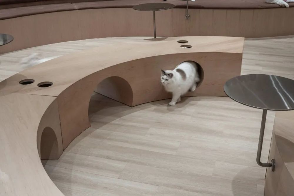 猫之诗 | 啵啵喵猫咖体验馆