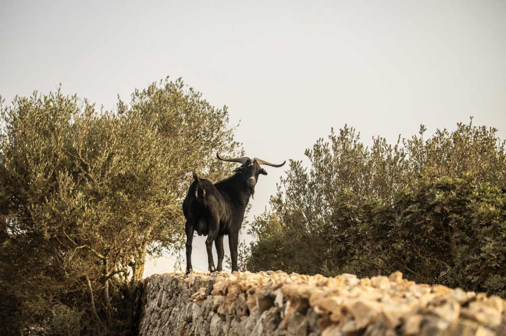 Dorothee Meilichzon 设计 | 西班牙梅诺卡岛 MENORCA EXPERIMENTAL 酒店