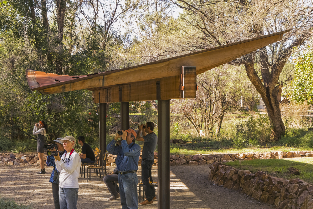 蝶舞蜂歌 | Tucson Audubon’s Paton Center 自然观景区