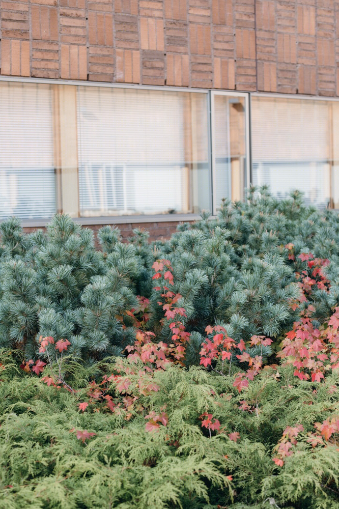 芬兰 Kirkkojärvi 学校 | 融入自然的校园设计