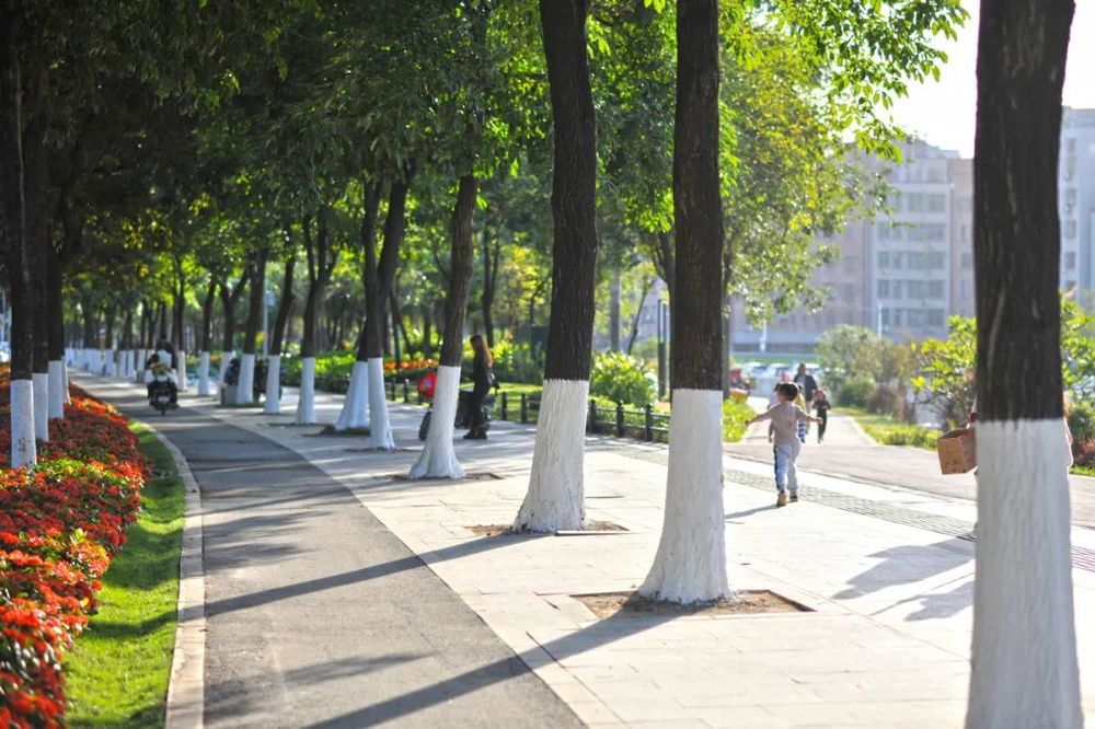 GZLI出品 | 共建城市森林大道 | 白云新城道路绿化焕新颜