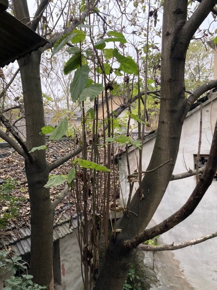 茧｜酒店｜湖州纺织业历史遗存的新生｜九樟营造事务所