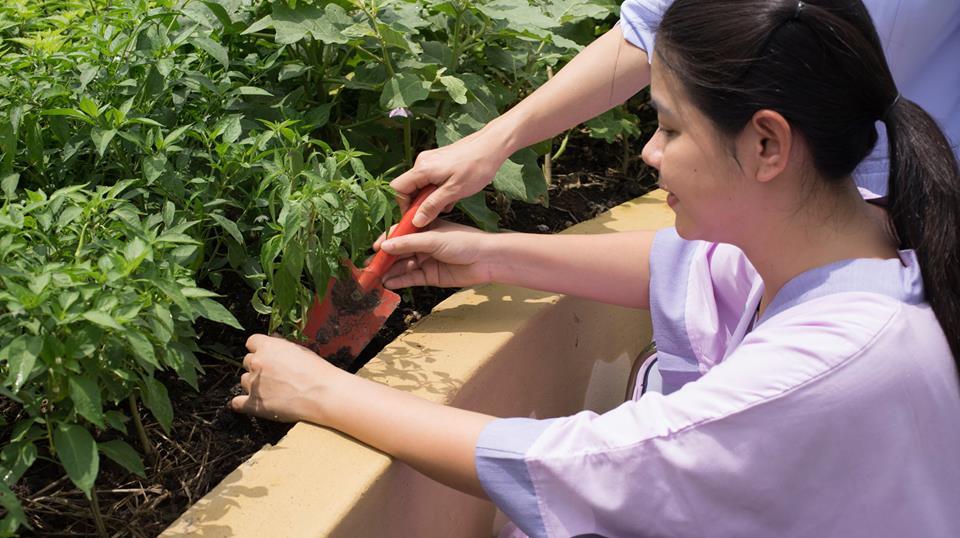 曼谷医院绿色屋顶疗养花园 | 融入自然的健康空间