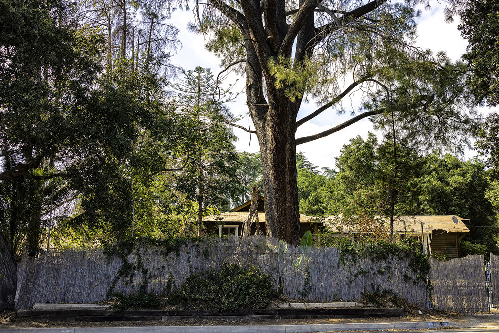 Trees and the Homes They Shade: 4