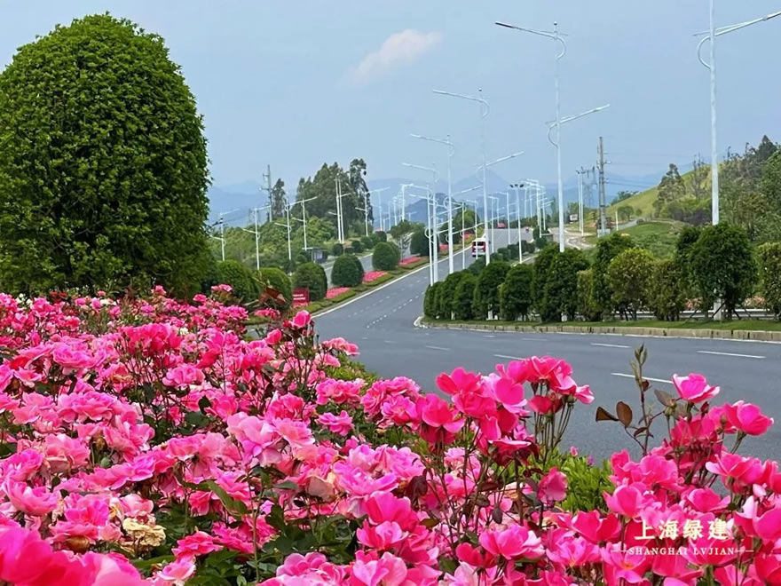 新余市钟灵大道景观提升 | 唯美大气的欧式花海景观