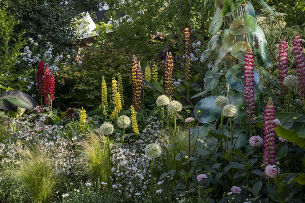 2024切尔西花园展获奖作品 / Royal Horticultural Society