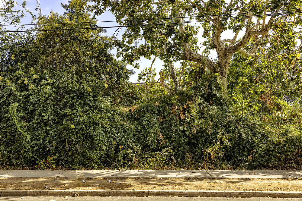 Trees and the Homes They Shade: 4