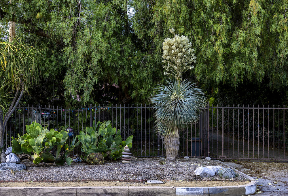 Trees and the Homes They Shade: 4