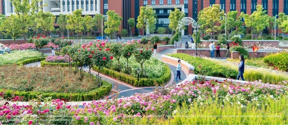 上海交通大学蔷薇园 | 低成本园艺景观典范