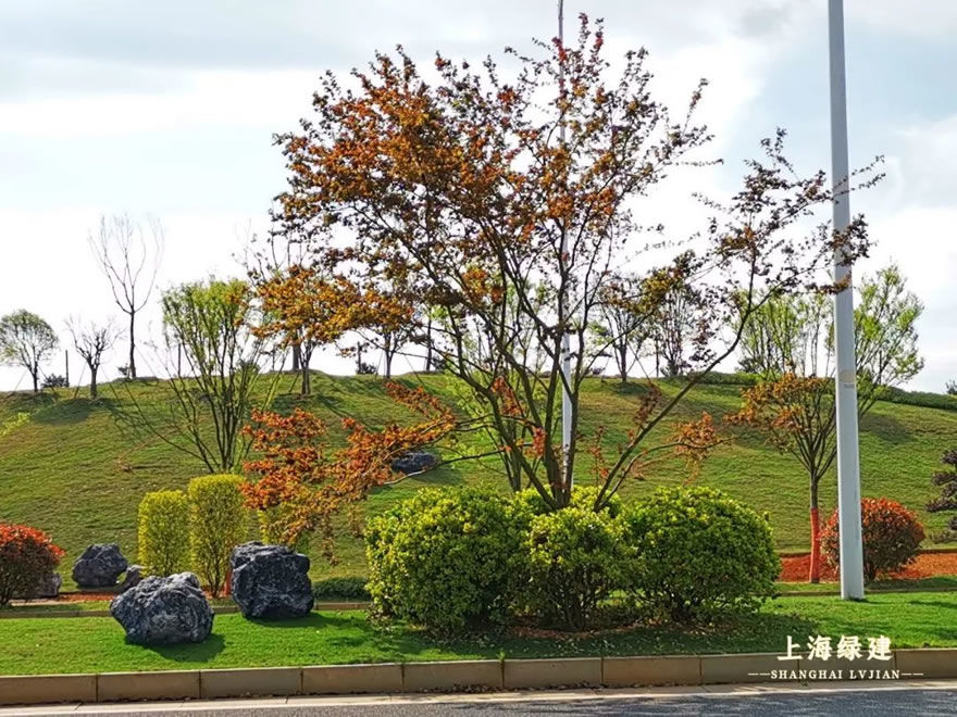 新余市钟灵大道景观提升 | 唯美大气的欧式花海景观