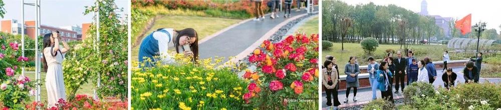 上海交通大学蔷薇园 | 低成本园艺景观典范