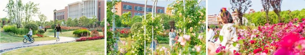 上海交通大学蔷薇园 | 低成本园艺景观典范