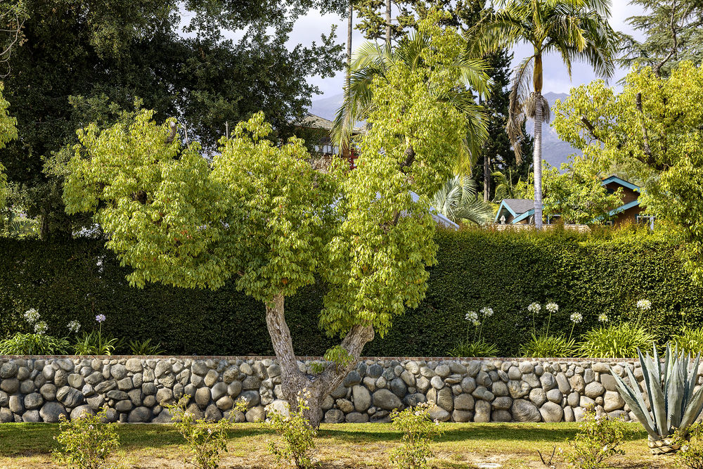 Trees and the Homes They Shade: 4