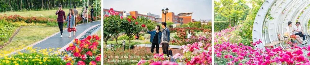 上海交通大学蔷薇园 | 低成本园艺景观典范