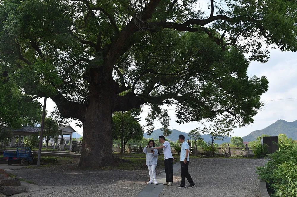 东阳古渊头村文旅策划 | 乡村振兴的典范