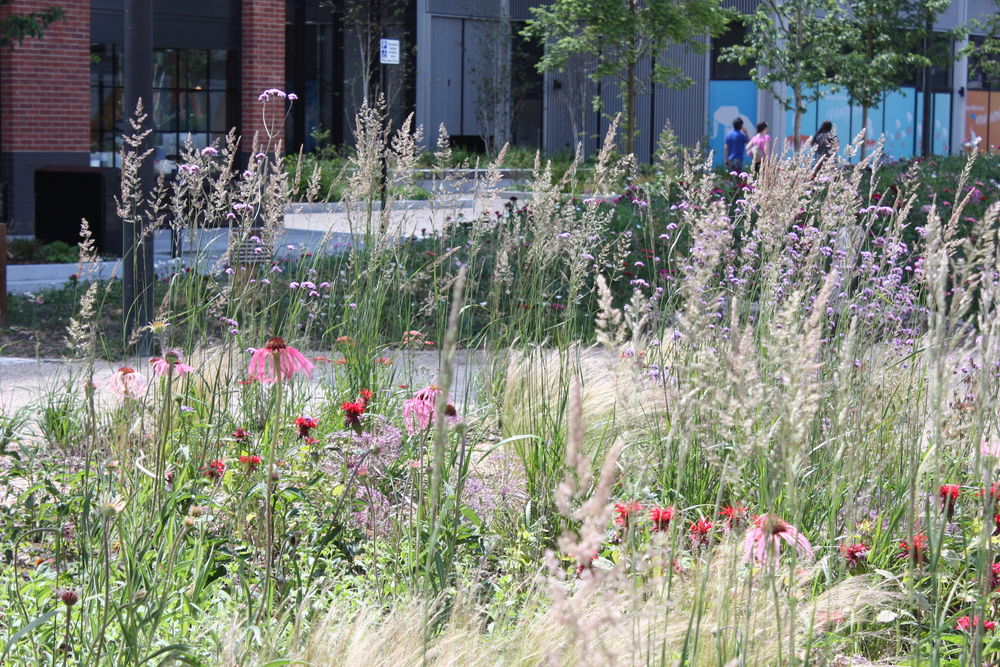 闹市绿洲|B|D Landscape Architects 打造可持续城市更新景观设计
