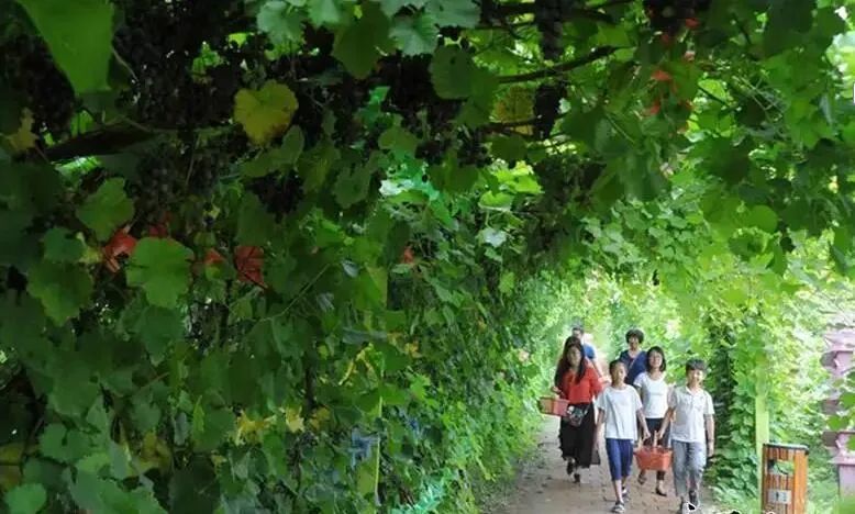 乡村文旅项目设计 | 以地域文化为魂，优化游客体验