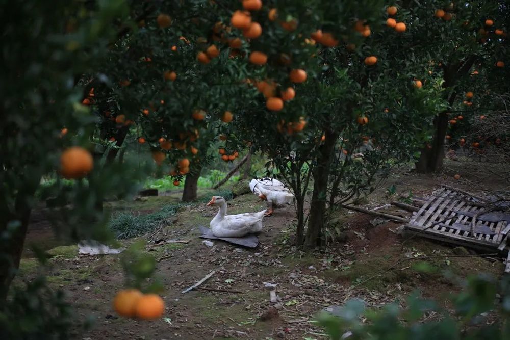 重庆东桥村 | 乡村适老化改造的典范