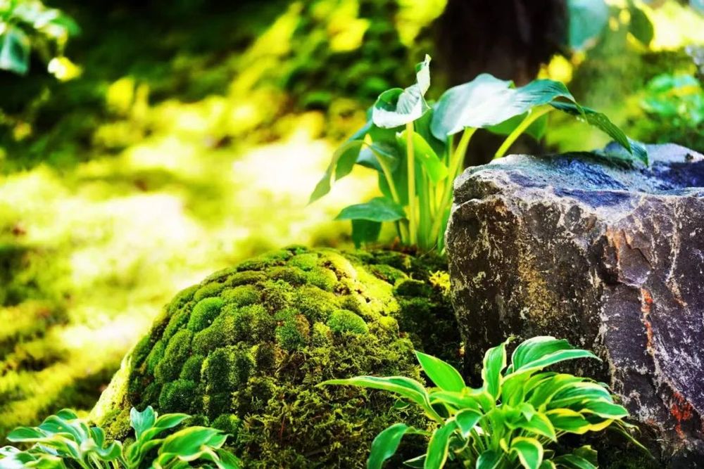 衡山花园 | 凯文绿地的诗意变身