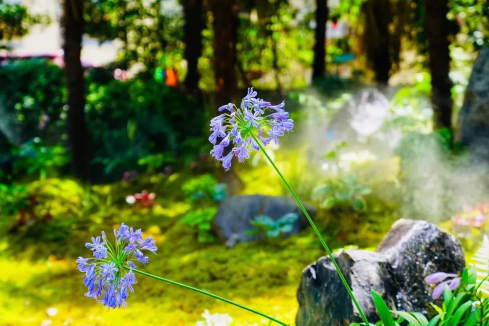 衡山花园 | 凯文绿地的诗意变身