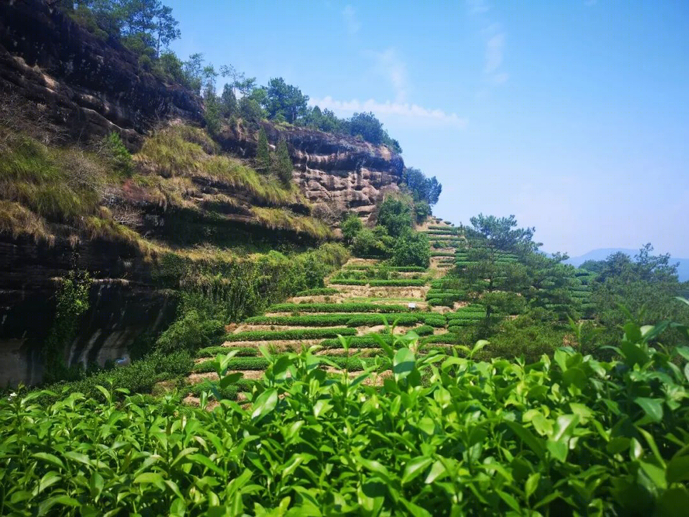 世茂御榕·武夷度假酒店 | 山水之间，体验宋代美学生活