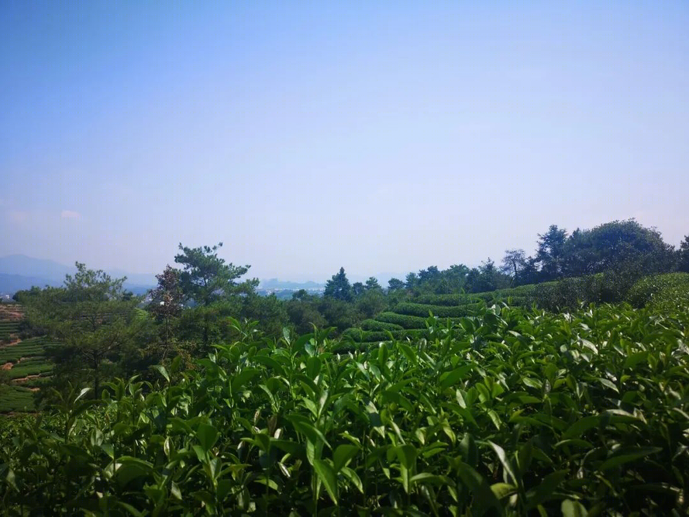 世茂御榕·武夷度假酒店 | 山水之间，体验宋代美学生活