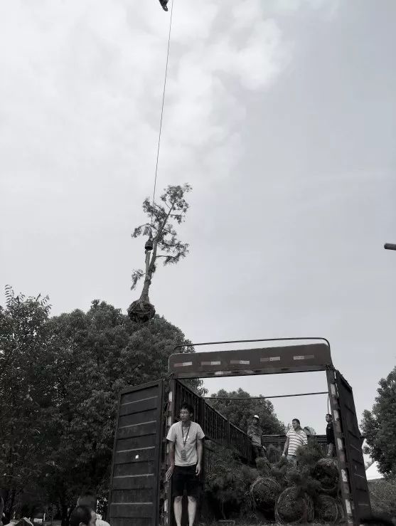武汉花展中的波西米亚园 | 自然野趣与庭院的完美结合