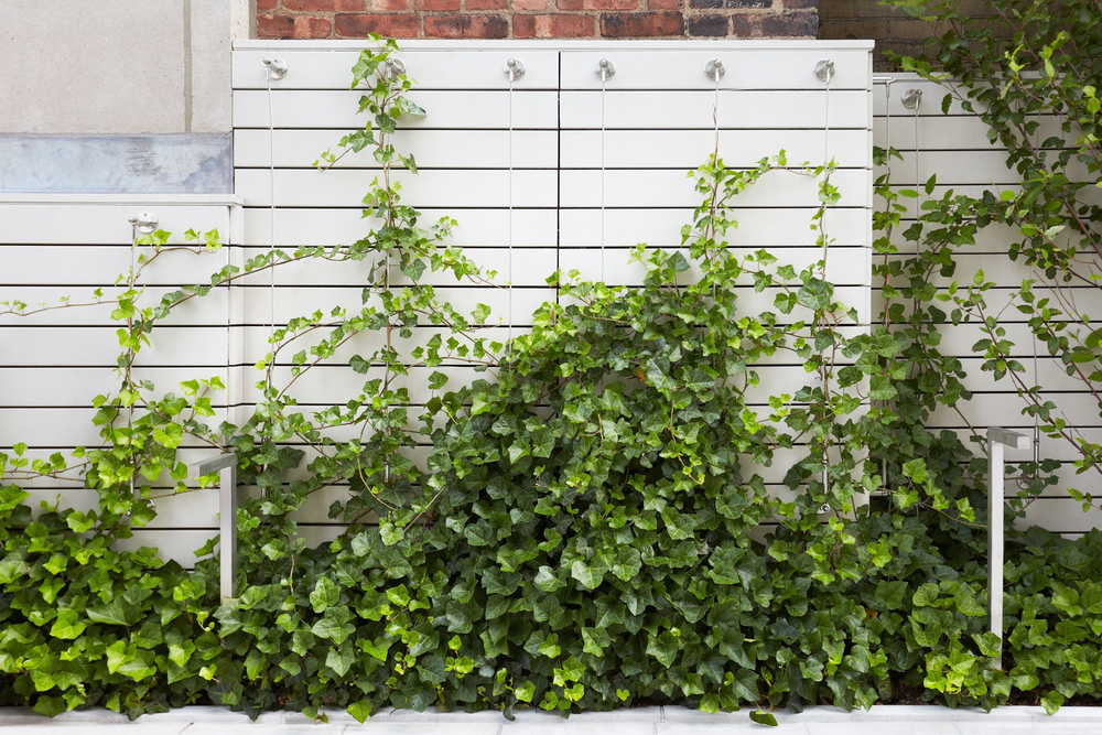城市中的绿洲 | Edmund Hollander Landscape Architects 打造的城市庭院和屋顶