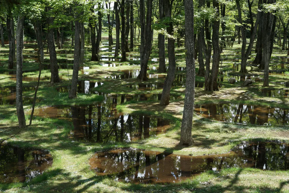 Botanical Garden Art Biotop / Water Garden