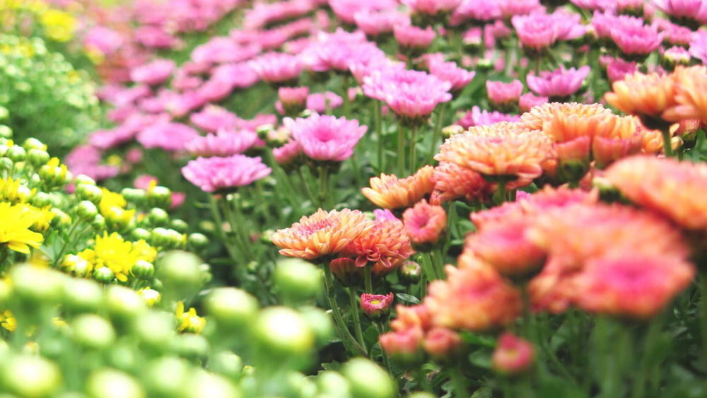 同济大学 JOY GARDEN | 屋顶实验花园的绿色创新