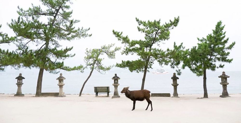 日本 Guntu 游轮——宁静奢华之旅