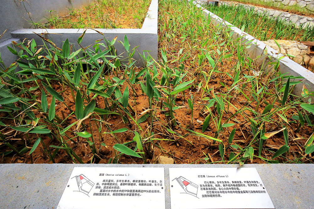 广州莲麻村生态雨水花园 | 低技策略与废旧材料利用