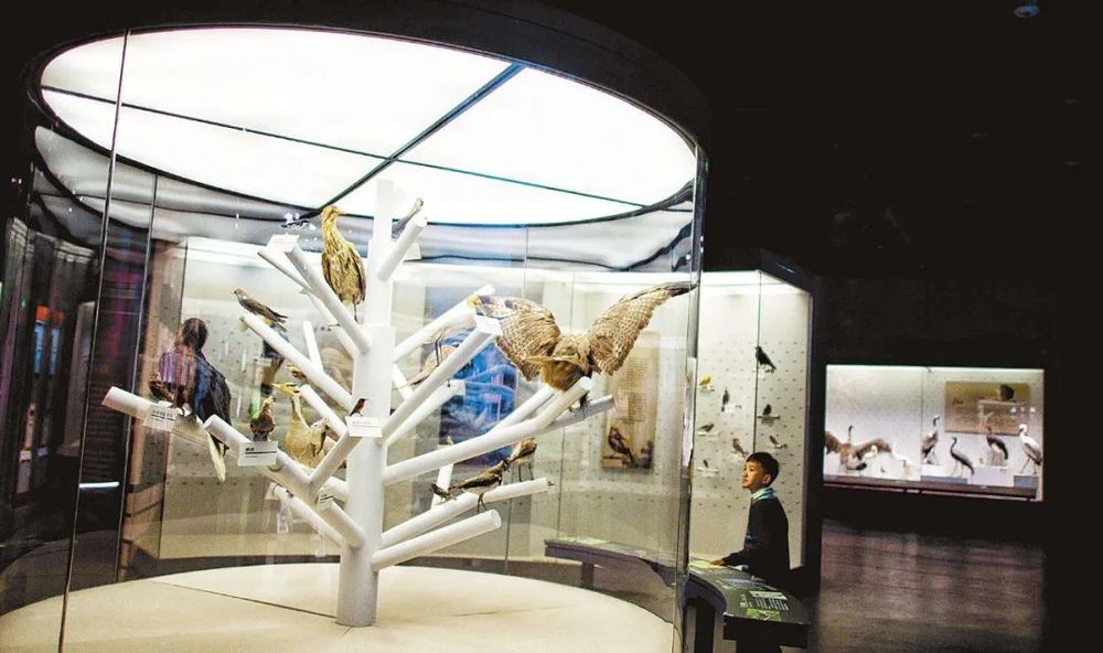 全景式体验 | 西藏自然科技博物馆的创新展示设计