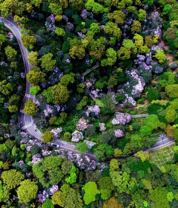 花城深圳 | 梧桐山毛棉杜鹃花海盛景