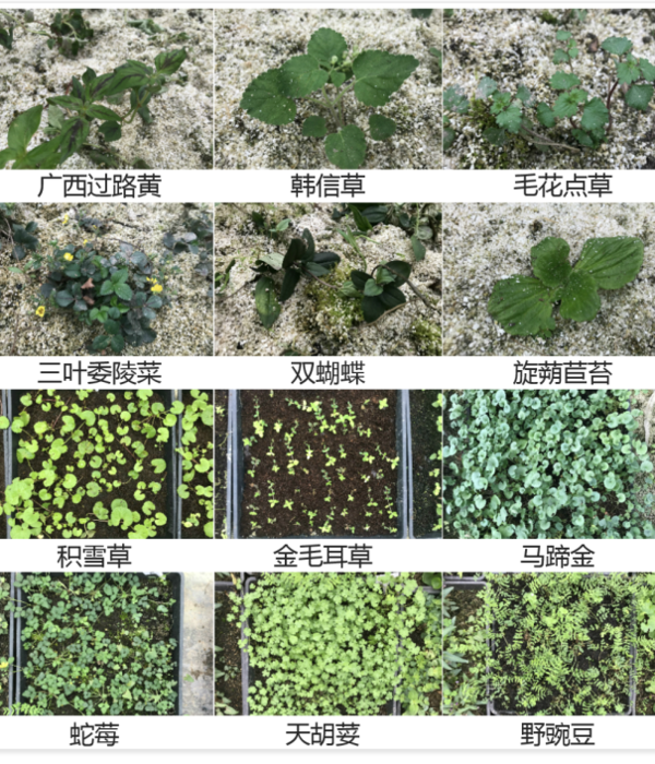 乡土地被植物毯 | 让城市绿意盎然，野趣横生