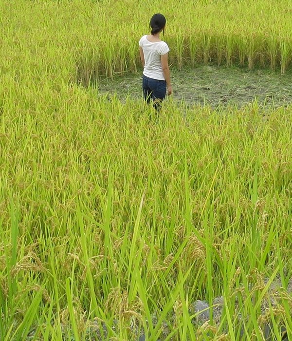 梯田之心的内 rice field