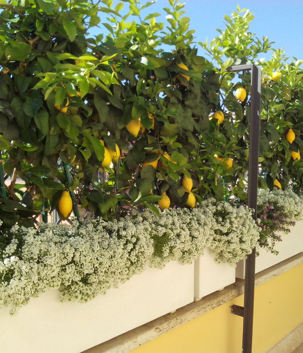 Terrazzo con agrumi a spalliera - Roma Parioli