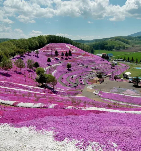 日本北海道芝樱公园——花的海洋，粉色的世界