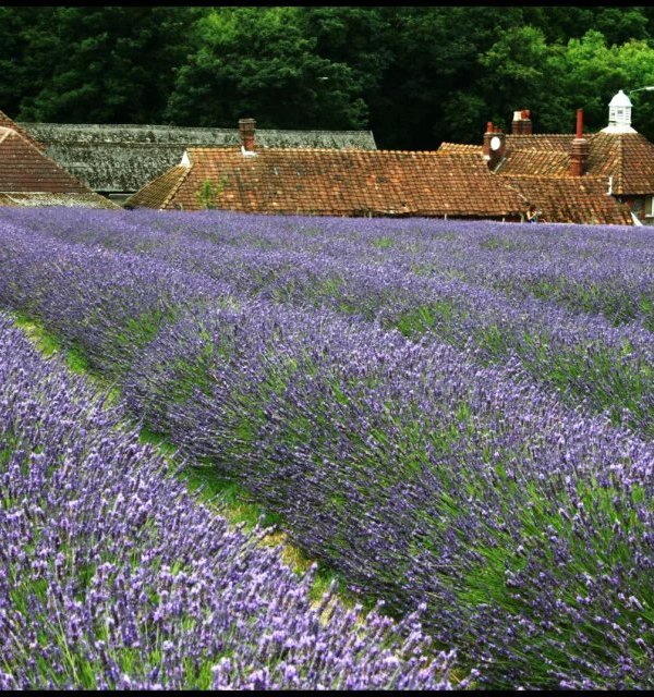 英国 Mayfield 薰衣草农场，梦幻般的紫色花海