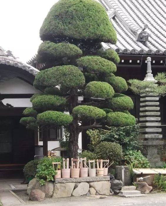 艺汉卿 | 室内设计打造造型植物的独特魅力