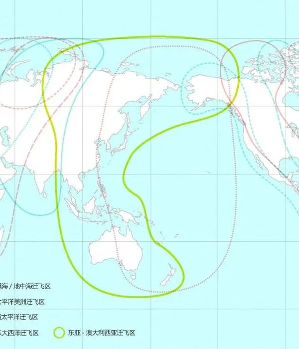 广州以保护候鸟迁飞推动城市生物多样性网络构建