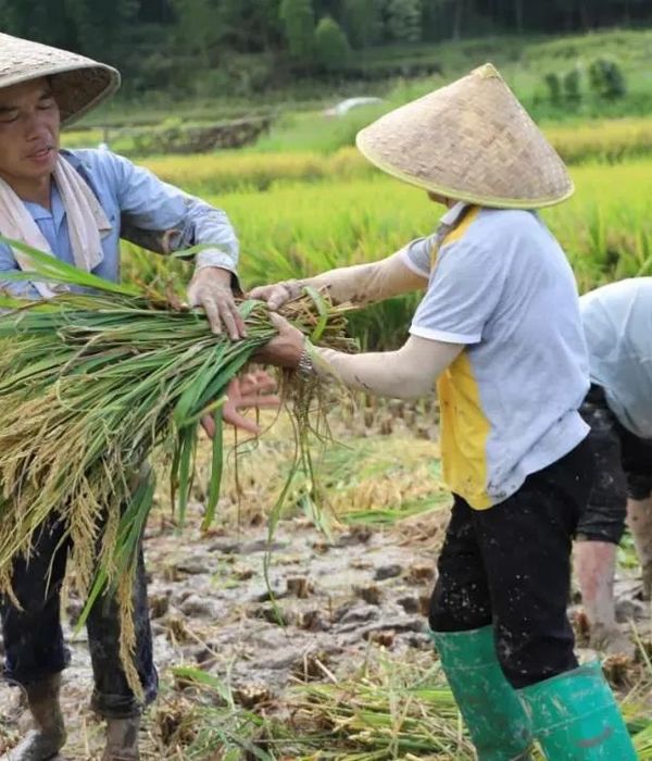 秋收季节，尽享马鞍岩·竹海民宿之美